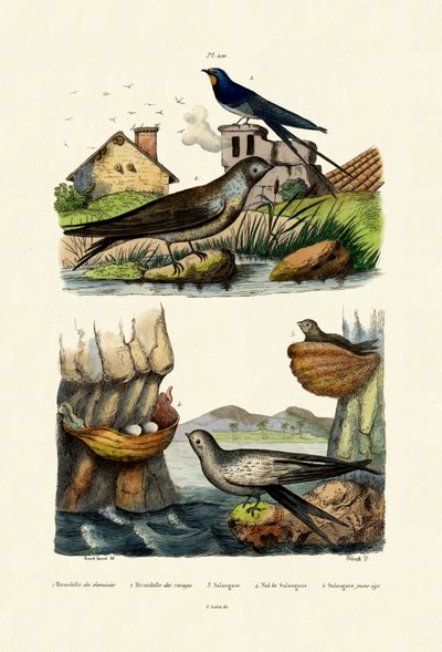 Golondrina común, 1833-39 de French School